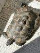 Spur Thighed : Approx 12 ish years old (Eric)